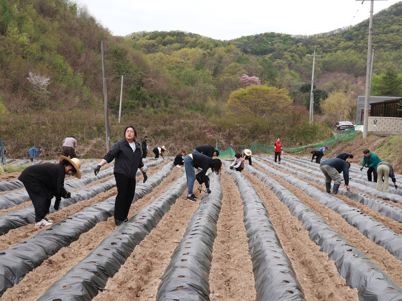1사1촌 자매결연마을 일손돕기-6